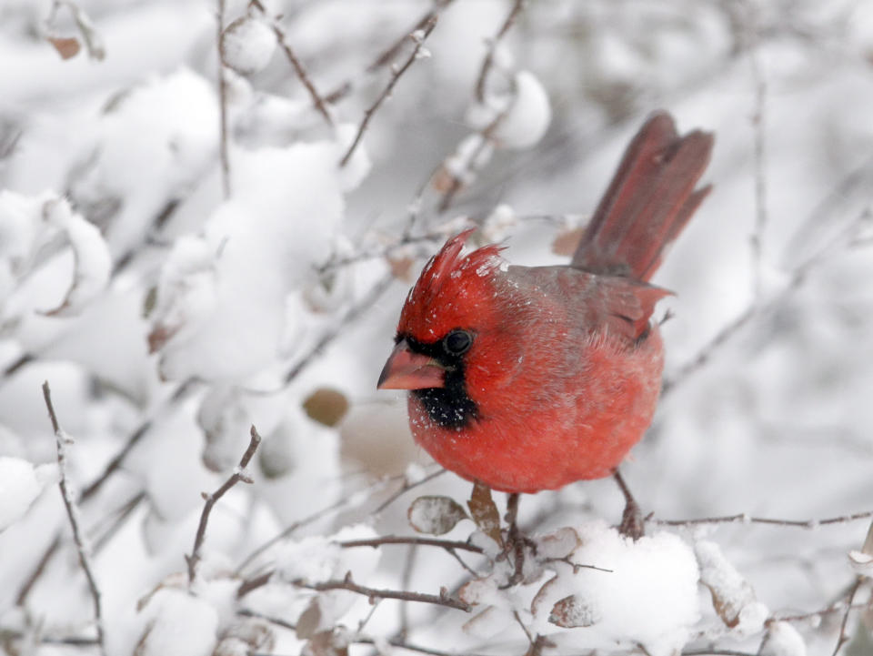 A cardinal perches on snow-covered twigs in Lawrence, Kan., Sunday, Nov. 25, 2018. A snowstorm had the area in a blizzard warning for several hours. (AP Photo/Orlin Wagner)