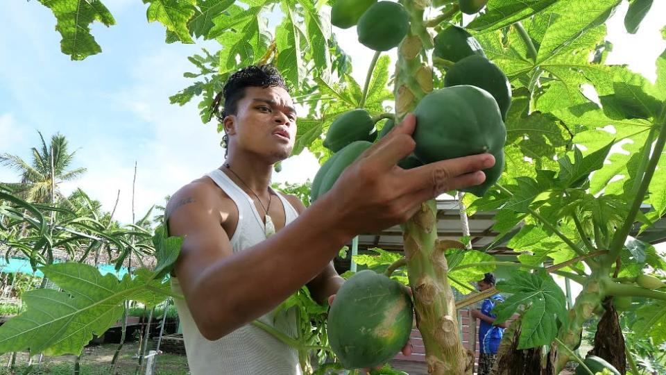 Joven examinando papayas en la granja Fatoaga Fiafia