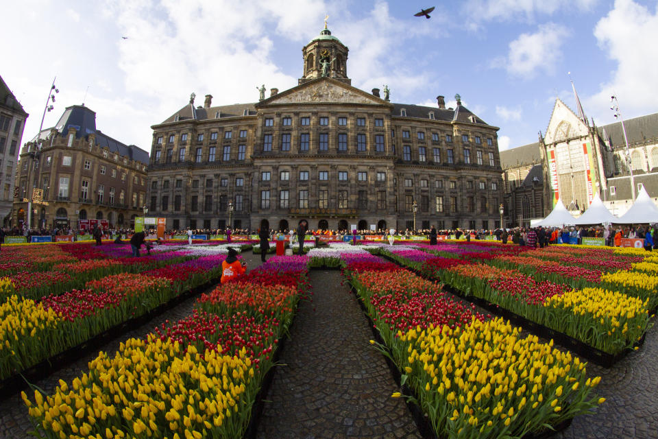 Tulips, waiting to be picked for free, are put on display on Dam Square in front of the Royal Palace in Amsterdam, Netherlands, Saturday, Jan. 18, 2020, on national tulip day which marks the opening of the 2020 tulip season. (AP Photo/Peter Dejong)