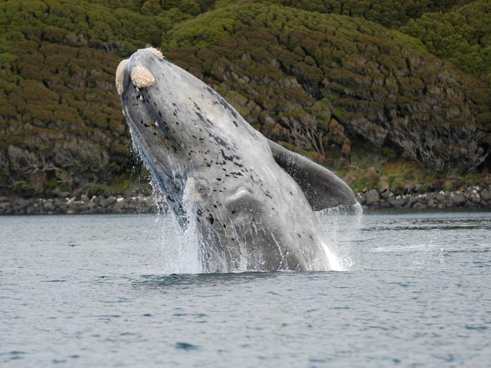 Southern right whales gained their name from being the ‘right’ ones to hunt (Oregon State University)