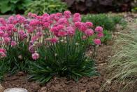 <p>Flowering for seven to eight months, its ability to cope with drought, frost and wind makes it a perfect sustainable plant for changing times.</p><p>• <a href="http://www.stonebarn.uk/" rel="nofollow noopener" target="_blank" data-ylk="slk:Stonebarn Landscapes;elm:context_link;itc:0;sec:content-canvas" class="link ">Stonebarn Landscapes</a></p>