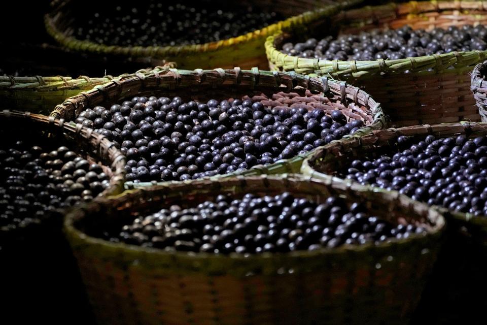 Acai fruits brought from the Bailique archipelago region are sold in baskets at a fair, in the city of Macapa, state of Amapa, northern Brazil, Friday, Sept. 9, 2022.