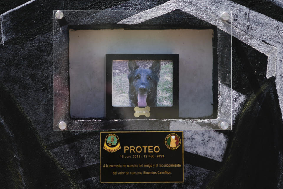 A picture of the German Shepherd named "Proteo" hangs at the Mexican Army and Air Force Canine Production Center where puppies are bred and trained to become rescue or detector dogs, in San Miguel de los Jagueyes, Mexico, Tuesday, Sept. 26, 2023. Occasionally some of Army dogs become well known, like Proteo, who was part of a rescue team sent in to Turkey after an earthquake, and who died during the search for survivors of the quake. (AP Photo/Eduardo Verdugo)