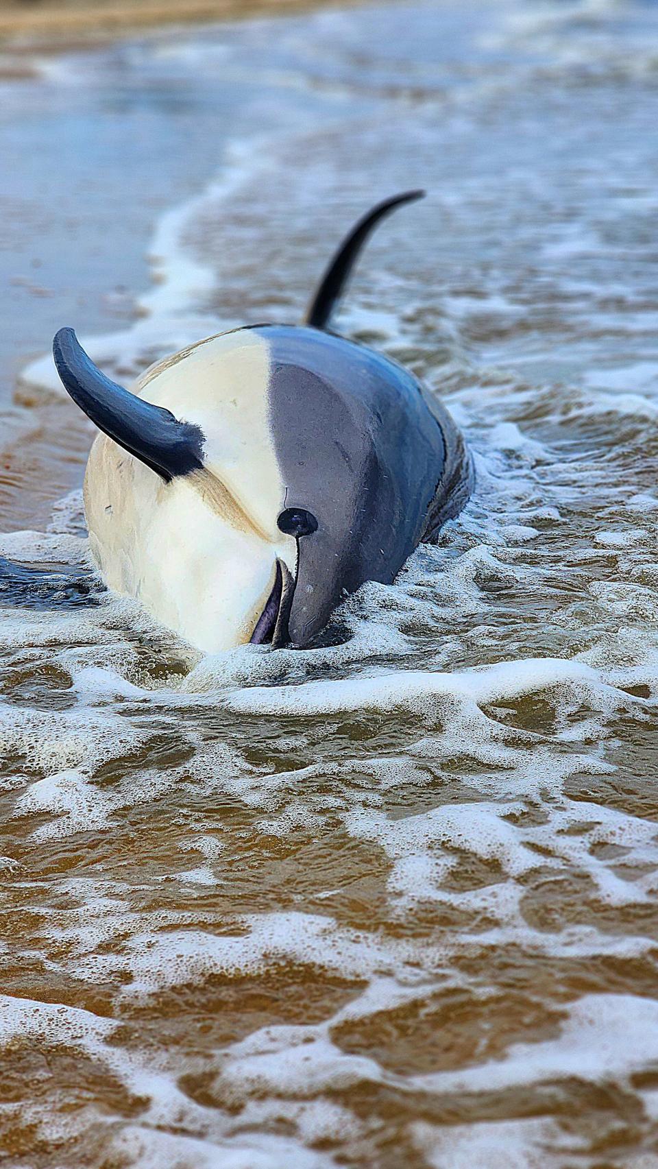 Malina Costello tried to physically save a dolphin and pull it deeper into the waters of Cape Cod Bay during a mass stranding event near Wellfleet, Massachusetts, on Friday June 28, 2024.