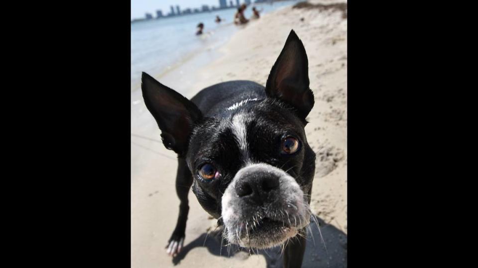 Dog Beach along the Rickenbacker Causeway.