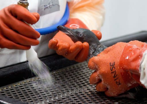 Oil is washed from a blue penguin at a wildlife facility at the Tauranga Wastewater Treatment Plant in 2011. The captain and second officer of a ship that caused New Zealand's biggest sea pollution disaster when it ploughed into an offshore reef were both jailed for seven months on Friday