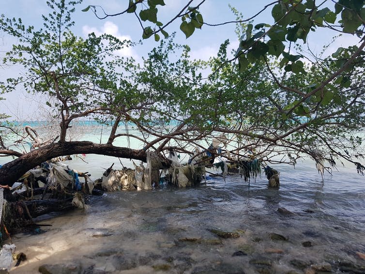 A mangrove tree with plastic bags draped on its branches