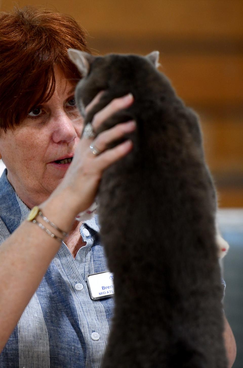 Judge Brenda Russo looks a cat in the eye as she rates the household cats.