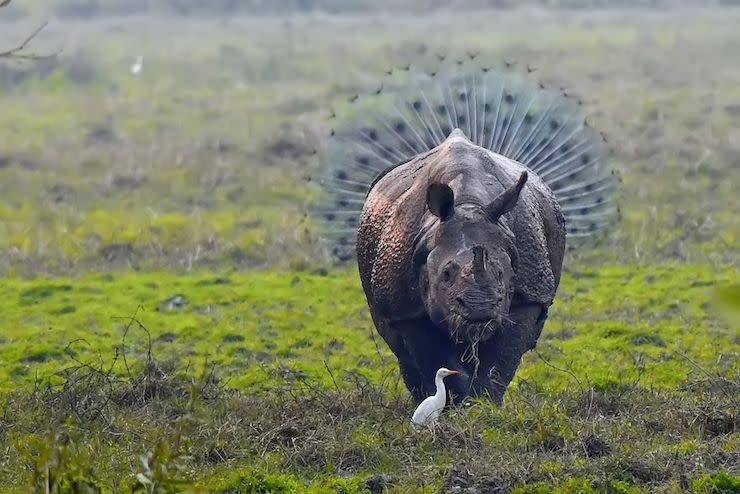 Les photos les plus drôles d’animaux