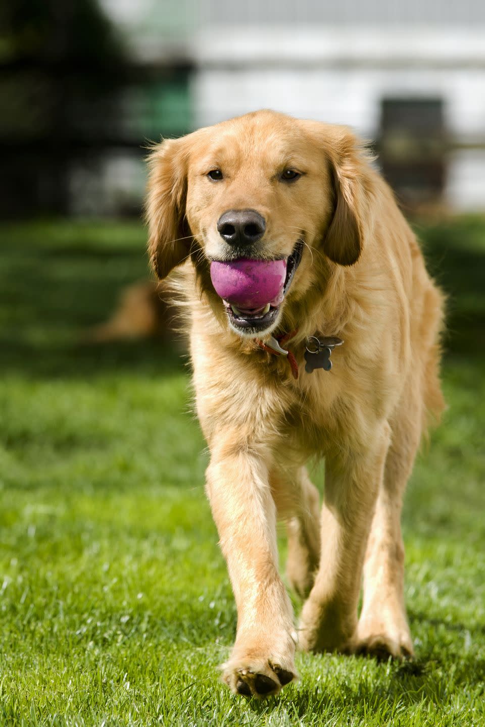 golden retriever