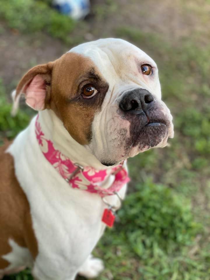 Scarlet is looking forward to her St. Patrick's Day home-cooked meal thanks to the volunteers at the Polk County Bully Project. Scarlet is one of many dogs available for adoption through the PCBP.