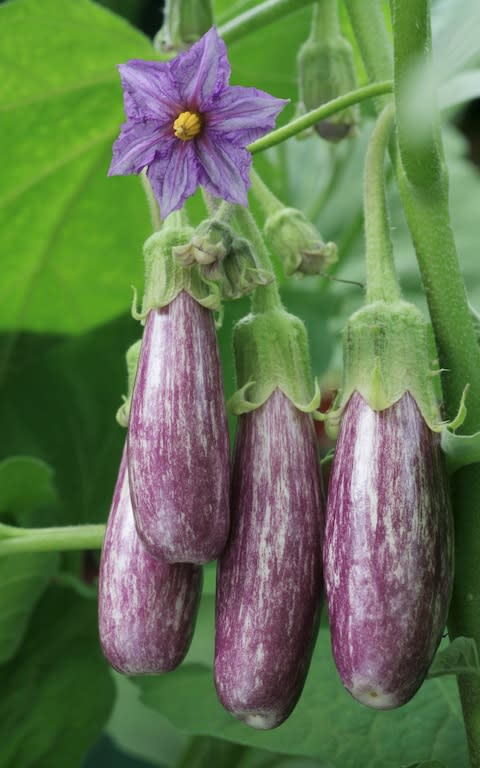 Aubergine 'Listada de Gandia' - Credit: Alamy