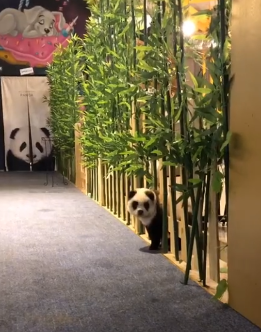 中國成都一間寵物咖啡廳將鬆獅犬染成「貓熊狗」，引發熱議。（翻攝自糖果星球微博）