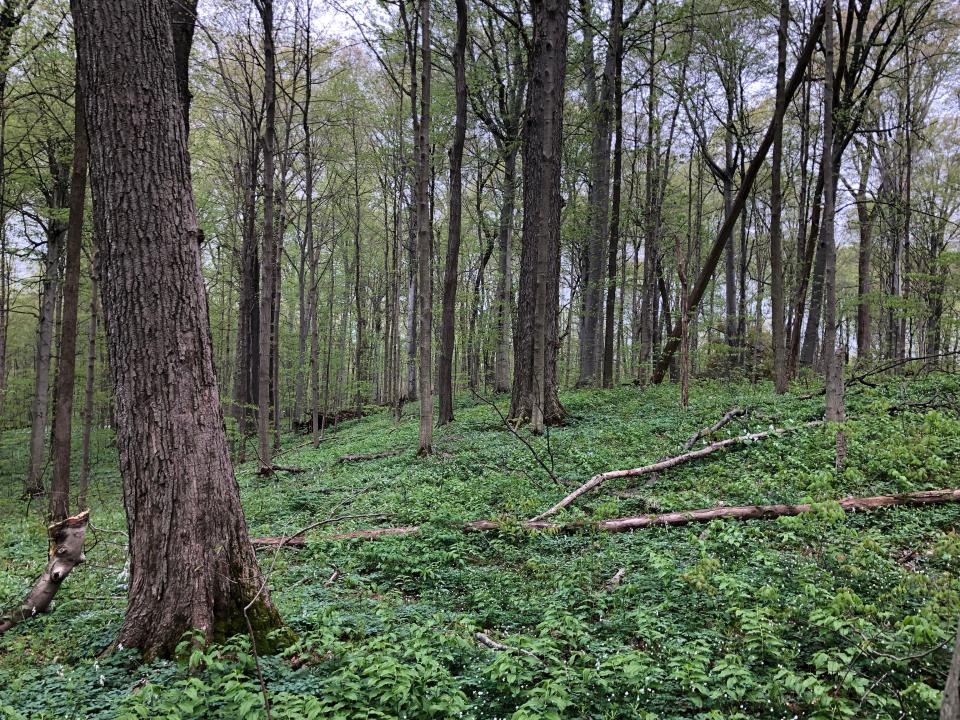 Trees sprout leaves over a healthy carpet of native wildflowers and vegetation at Bendix Woods County Park in New Carlisle, seen here on April 23, 2023.