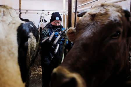 Dairy farmer Laura Stone milks the cows even though the milk will be discarded, after discovering the soil, hay, and the milk from the cows on the farm contain extremely high levels of PFAS chemicals resulting from a 1980's state program to fertilize the pastures with treated sludge waste and making the milk unsuitable for sale, at the Stoneridge Farm in Arundel, Maine, U.S., March 11, 2019. Picture taken March 11, 2019. REUTERS/Brian Snyder