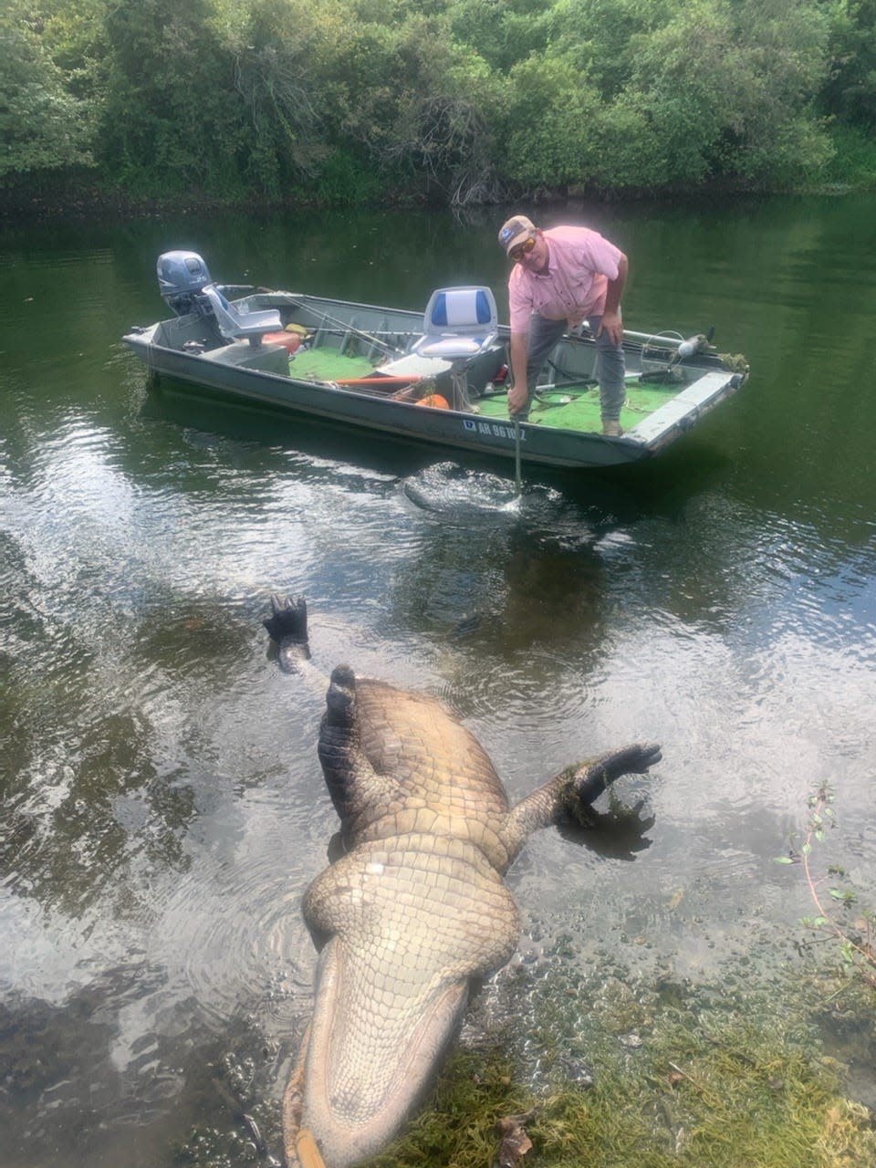 Teddy Coats of Alligator, Mississippi prepares to move an 819.5-pound alligator from a chute off the Mississippi River. The alligator would have been a state record had it not been missing a foot.