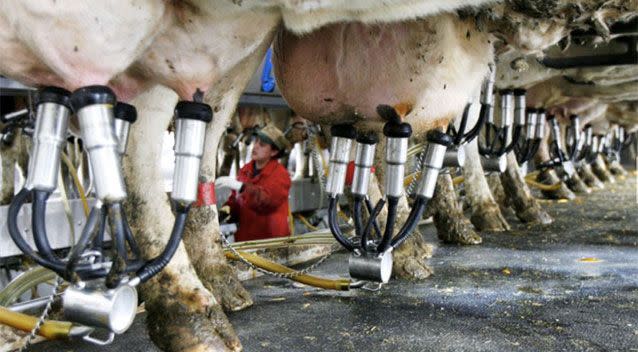 Unpasteurised milk can’t be sold between state lines. Source: AP Photo/Toby Talbot