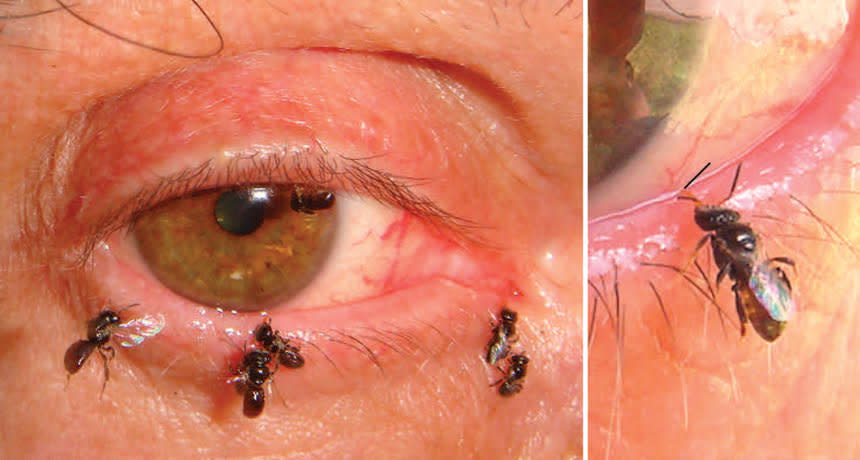 The photo widely circulated with the sweat bees story was actually from a 2009 study.