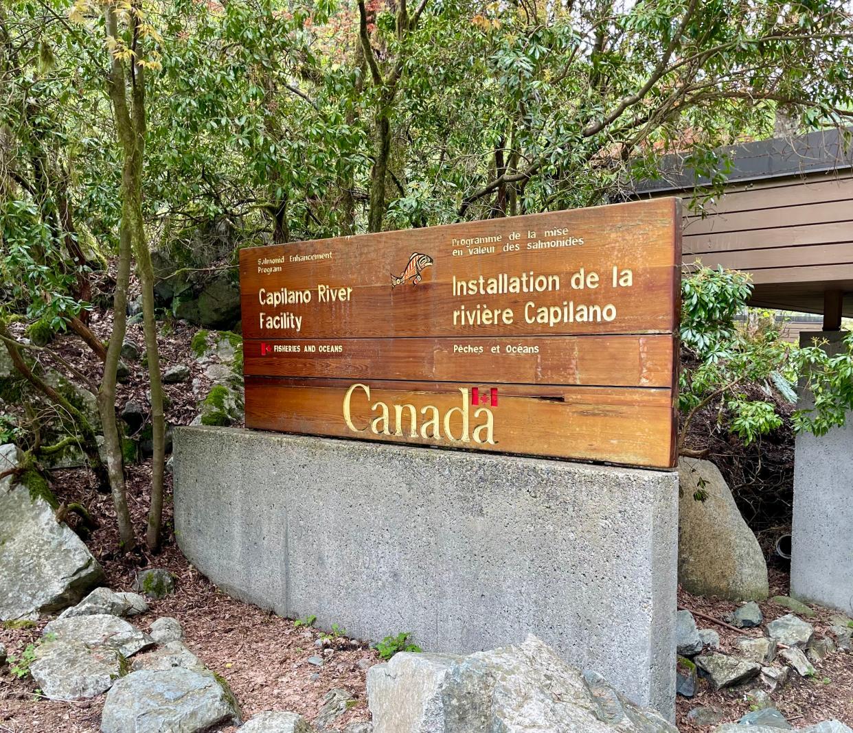 Capilano River at the Salmon Hatchery