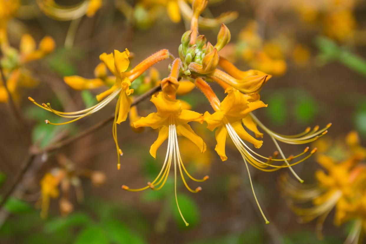 Prune your azaleas after blooming.