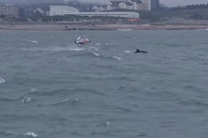 The windsurfer was knocked into the water by the cheeky dolphins