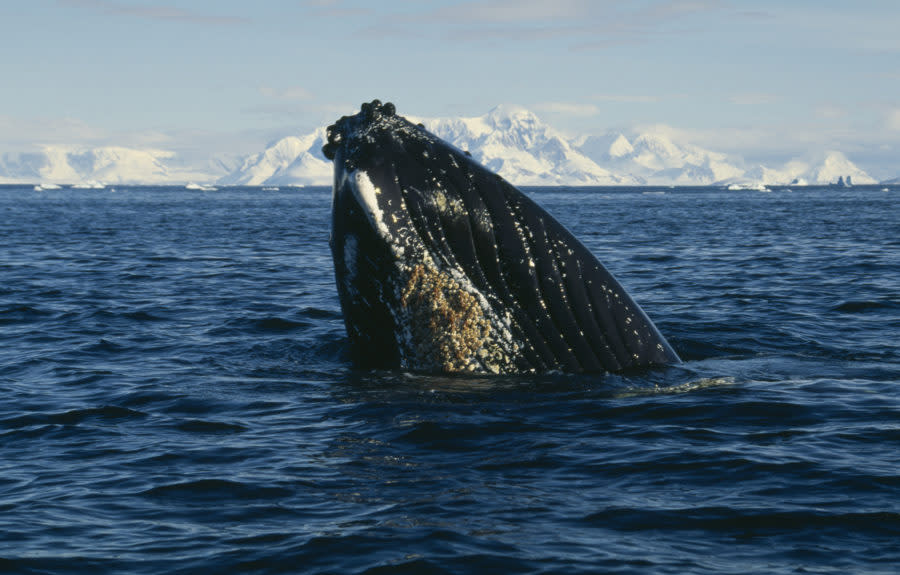 What does Antarctica look like to a humpback whale? Now we know, and it’s incredible