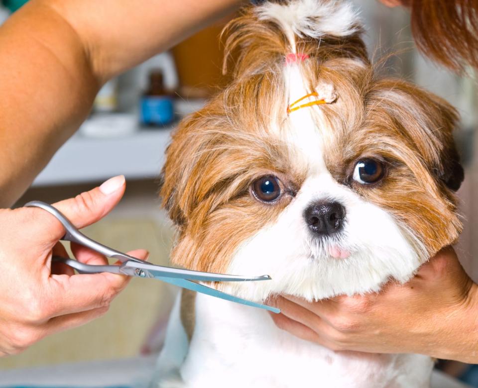 groomer giving shih tzu a puppy haircut