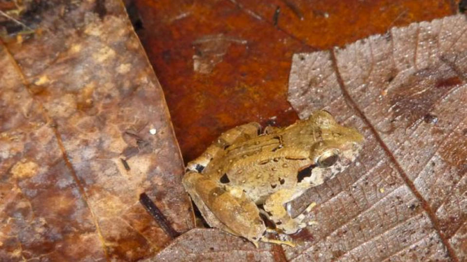 A frog sits on some leaves.