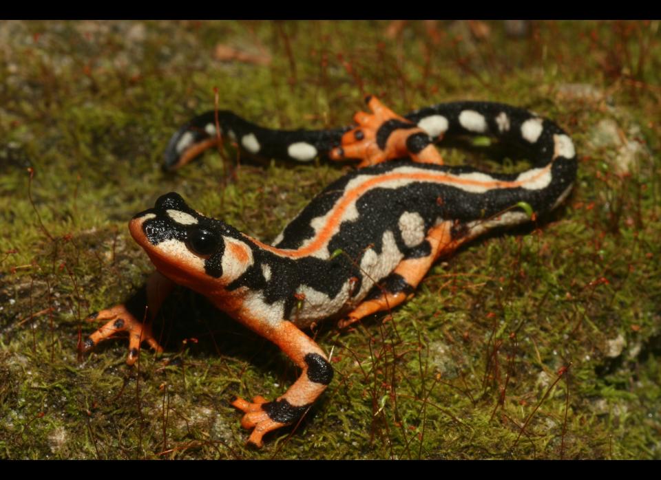 <strong>Scientific Name:</strong> <em>Neurergus kaiseri</em>    <strong>Common Name: </strong>Luristan newt    <strong>Category:</strong> Newt    <strong>Population: </strong> < 1000 mature individuals     <strong>Threats To Survival:</strong> Illegal collection for pet trade