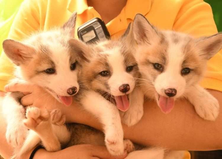 Japan's Zao Fox Village: The Cutest Cuddly Paradise That's Captured Visitors' Hearts!