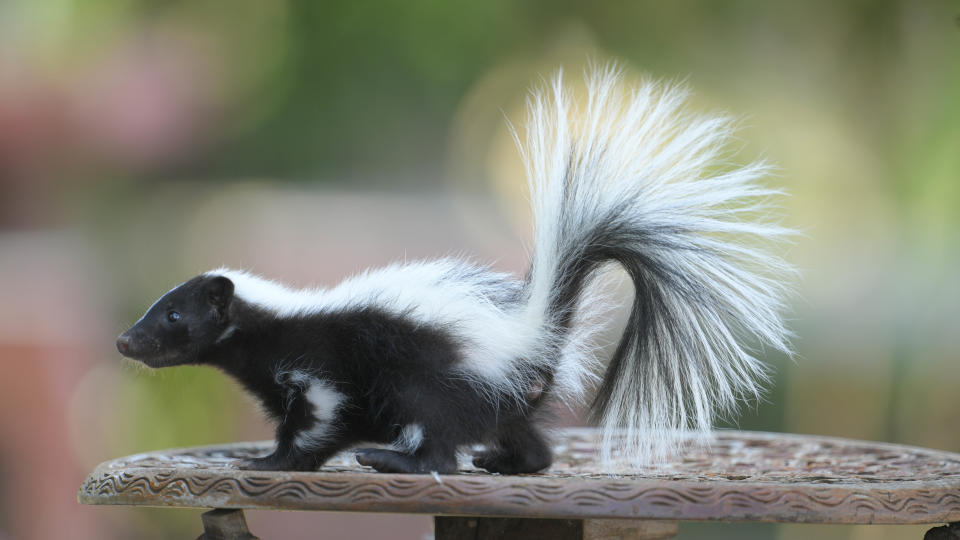 Skunk on table