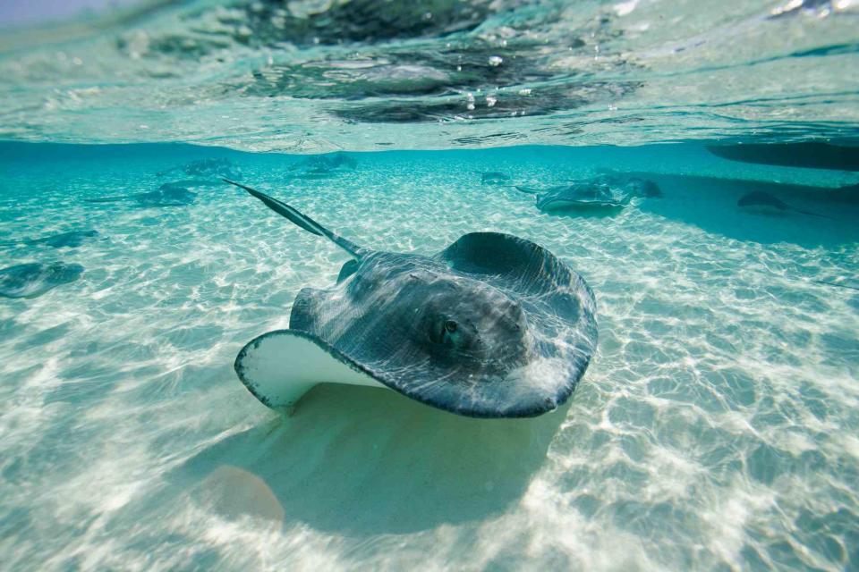 <p>Getty</p> Stock image of a stingray