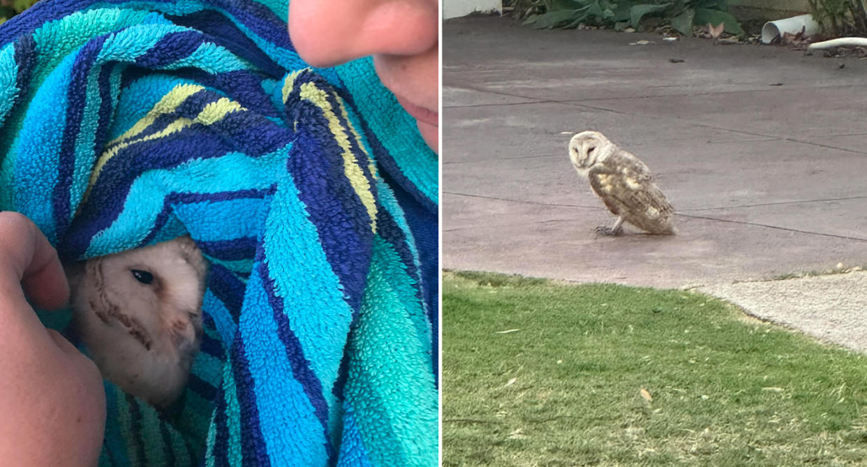 The owl dying from rat bait poisoning wrapped in a towel (left) and standing still in a Perth driveway (right).