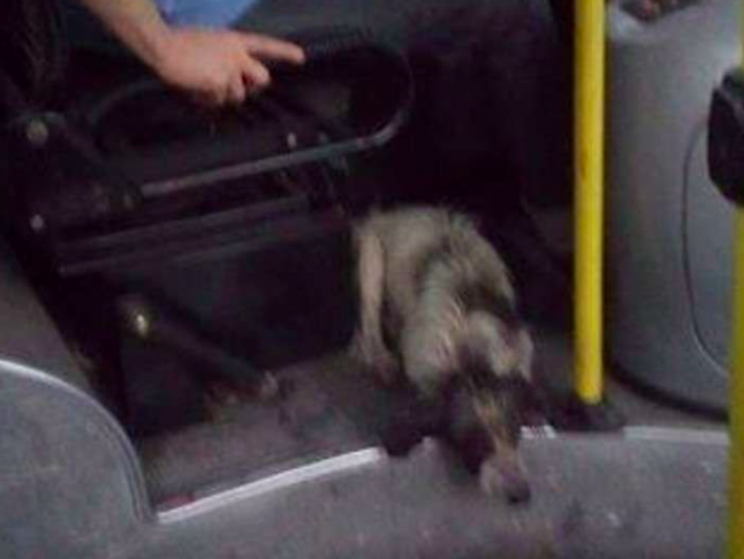 The dogs laid down at the bus drivers feet while he drove (Facebook/Amor Por Los Animales)