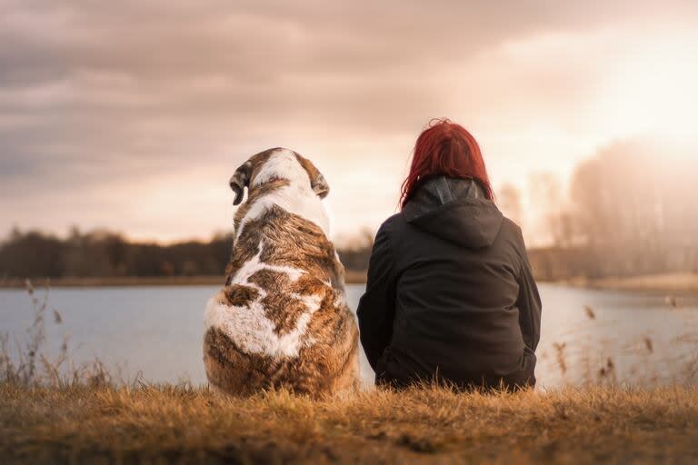 El 2 de junio se celebra el día del perro en la Argentina