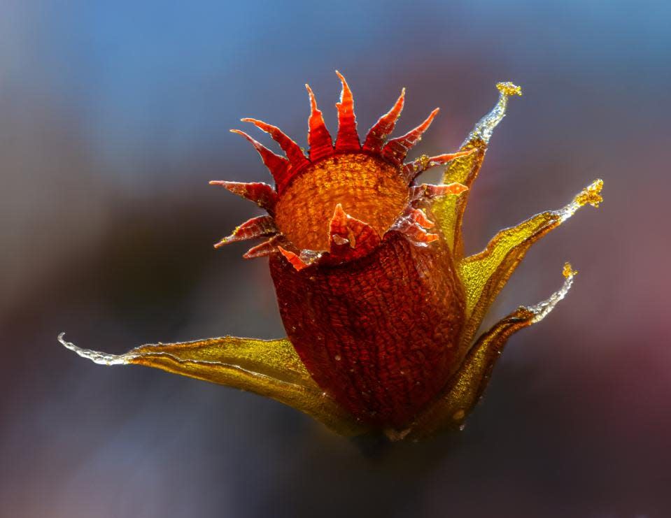 Las intrincadas cápsulas naranjas de musgo, que parecen flores diminutas.