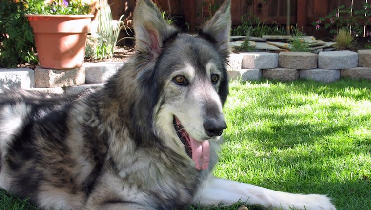 'Zeus' The Wolf Hybrid Finds New Home