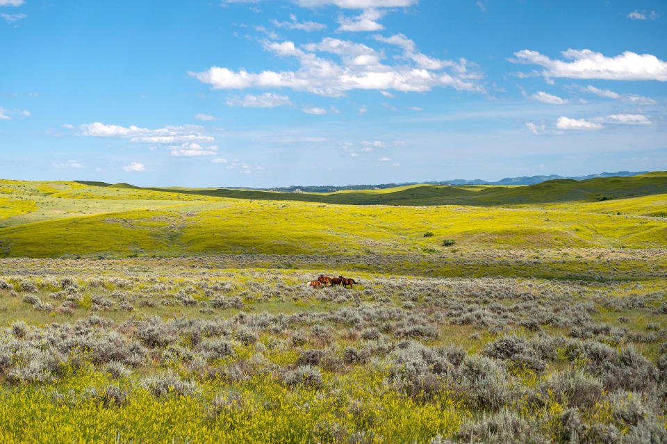 Little Big Horn battlefield, 2019.<span class="copyright">Dukas/Universal Images Group/Getty Images</span>