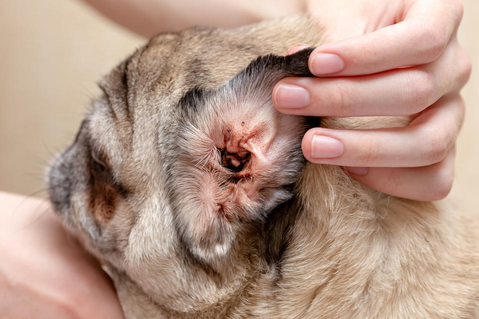 Un chien souffrant d'une otite se grattera régulièrement l'oreille (Getty Images/iStockphoto)