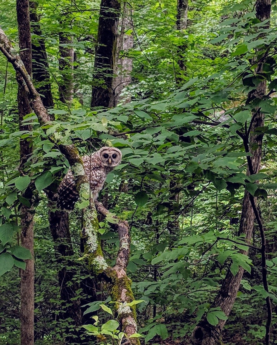 A barred owl is seen in Brevard.