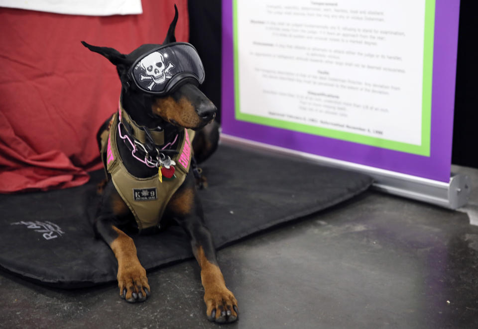 In this Saturday, Jan. 25, 2020 photo, Tabitha, a Doberman pinscher, who was initially a show dog but now is an explosives-sniffer, checking dignitaries’ private planes at New York City-area airports, sits at the American Kennel Club’s “Meet the Breeds” event in New York. She wears the goggles to protect her eyes from any debris that might be whirling around at the airport. (AP Photo/Jennifer Peltz)