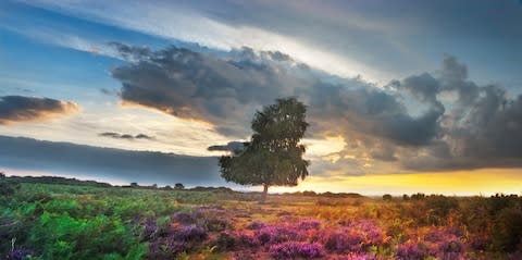 There's another reason to discover The New Forest next week - Credit: GETTY