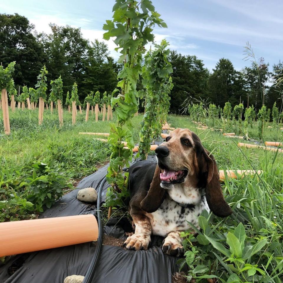 Frank the Basset hound guards a vine.  The much-loved dog also passed away in the Beaver Island plane crash last fall.