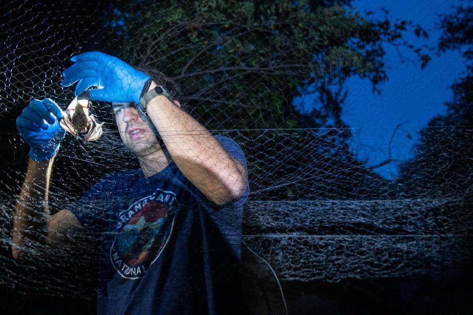 Student Dylan Schneider removes a big brown bat from a net during a workshop in the Chiricahua Mountains near Portal, Arizona.