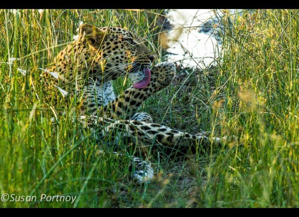 After leaving the sanctuary of his tree, my "first-sighting" leopard plunked down in the tall grass and proceeded to give himself a bath. The fact that we were less than 30 feet away didn't phase him a bit. Granted, had we stepped out of the jeep I think he would have been far less blasé.   © Susan Portnoy