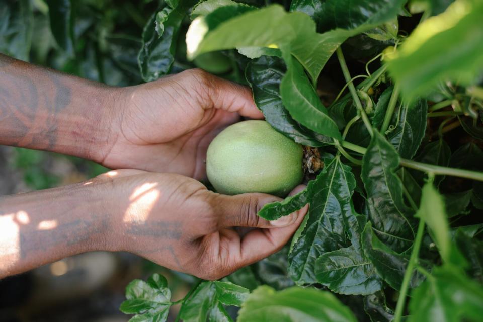 Hands cup a green egg-shaped fruit