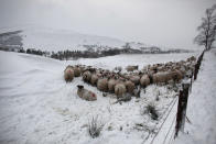 Sheep huddle together in a field near the Spittal of Glenshee, Scotland.