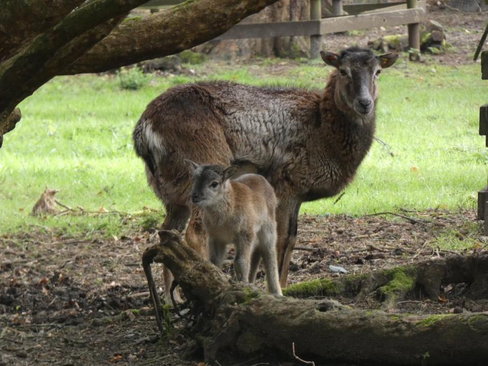 Daily Echo: Mouflon Lamb
