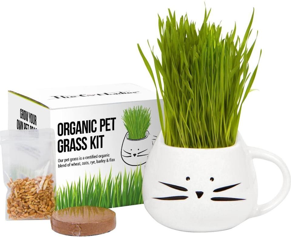 <p><a href="https://go.redirectingat.com?id=74968X1596630&url=https%3A%2F%2Fwww.chewy.com%2Fcat-ladies-organic-pet-grass-grow-kit%2Fdp%2F157847&sref=https%3A%2F%2Fwww.womansday.com%2Frelationships%2Ffamily-friends%2Fg29480271%2Fgifts-for-cat-lovers%2F" rel="nofollow noopener" target="_blank" data-ylk="slk:Shop Now;elm:context_link;itc:0;sec:content-canvas" class="link ">Shop Now</a></p><p>Organic Pet Grass Grow Kit with Planter</p><p>chewy.com</p><p>$19.95</p><span class="copyright">The Cat Ladies</span>