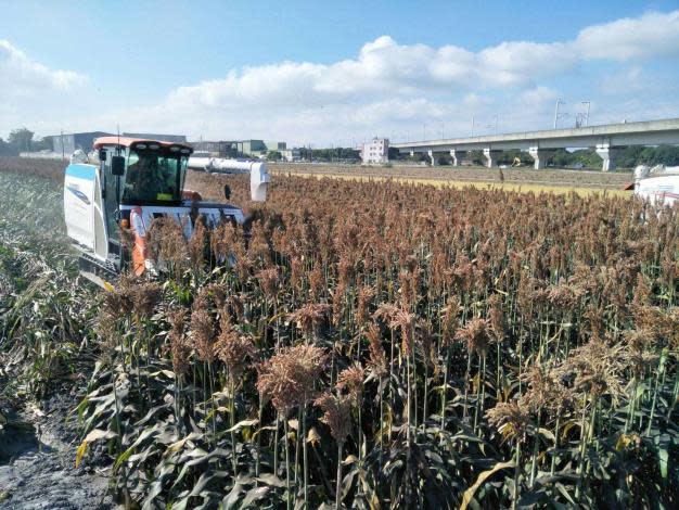 雲林縣首開辦高粱收入保險，縣府補助四成保費。（記者陳正芬攝）